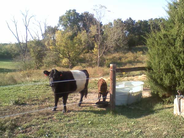 Moo Cow and Baby